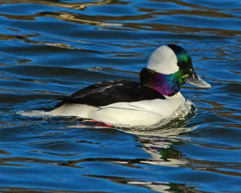 15 of the Longest Living Birds on Earth
