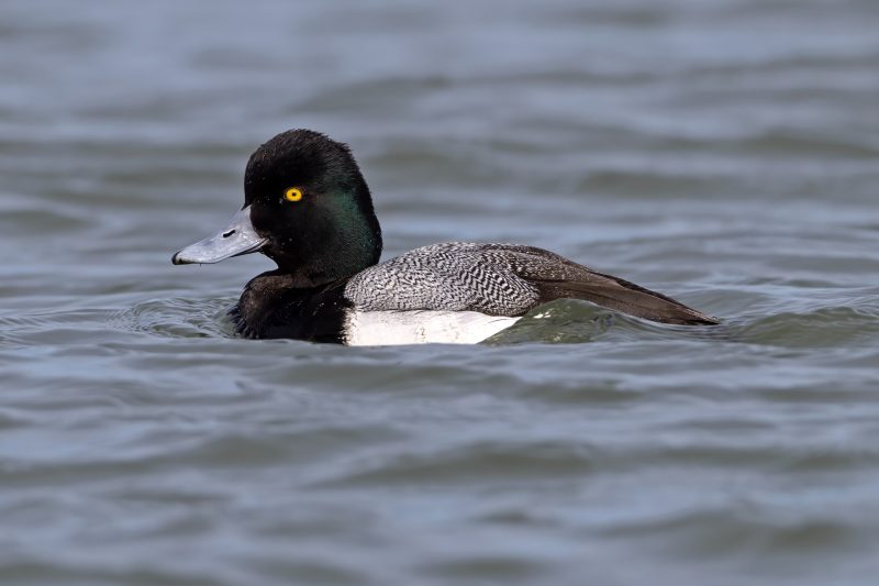 15 Common Species of Ducks in Arkansas