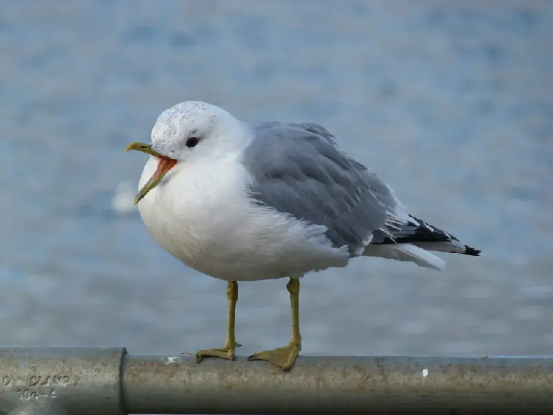 23 Gull Species in Texas