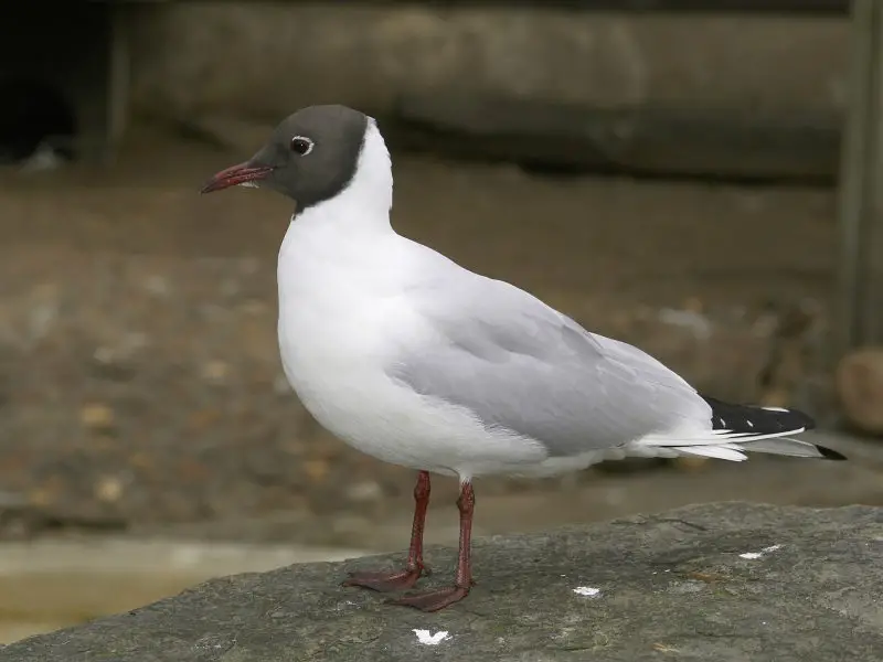 Birdwatching in Michigan: A Close Look at 31 Gull Species