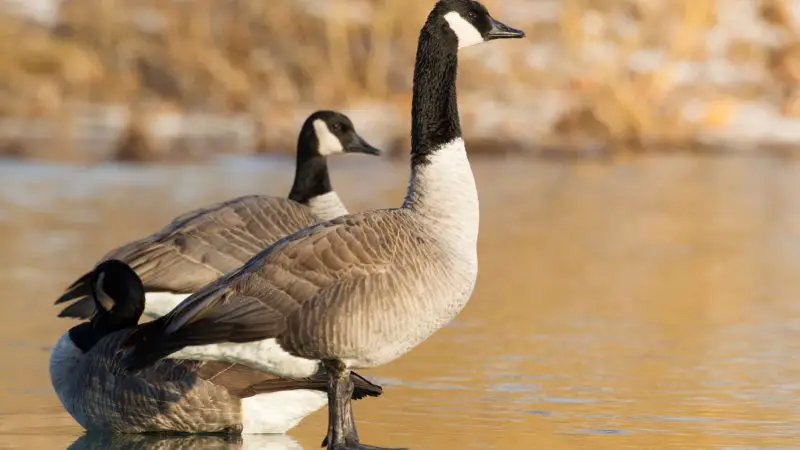 13-species-of-geese-in-alaska-800x450-1 13 Species of Geese in Alaska