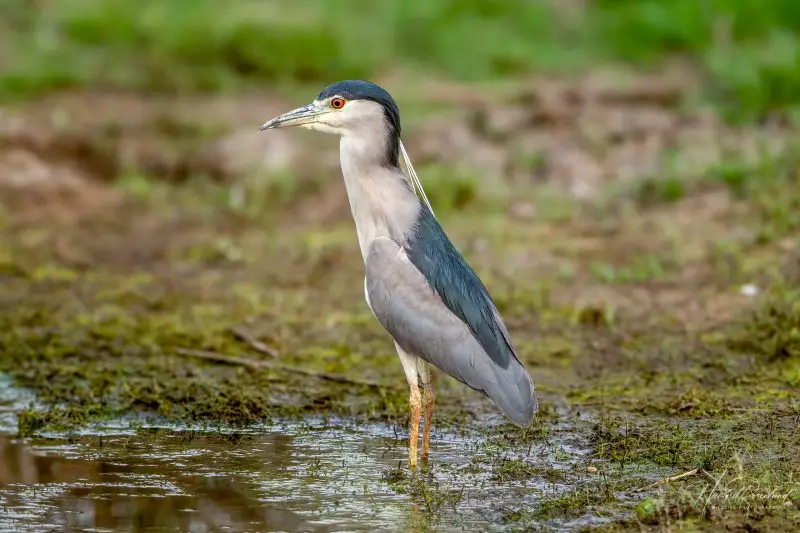 15 Awesome Birds That Live in Swamps