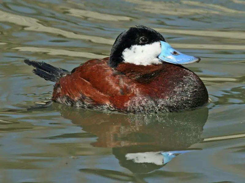 15 Common Species of Ducks in Arkansas