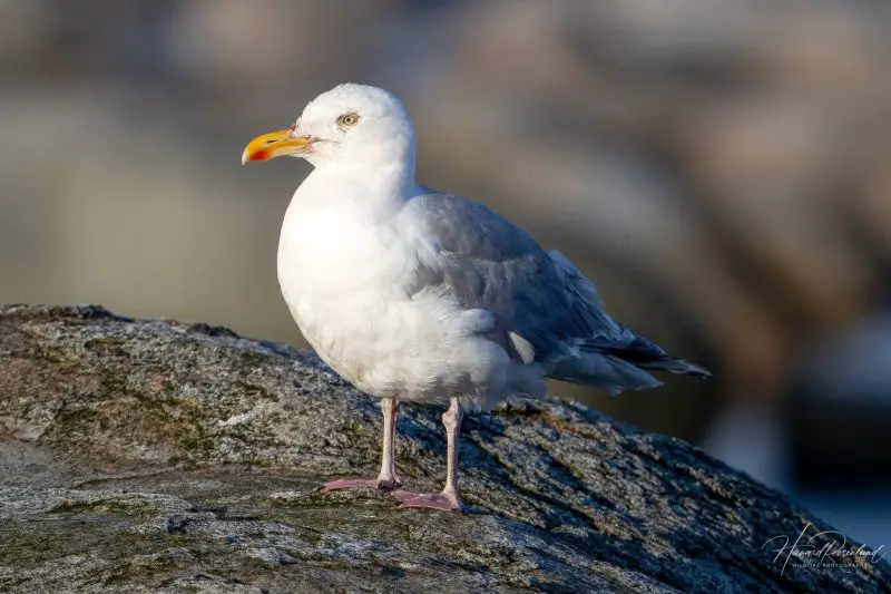 15 of the Most Dangerous Birds in the World!
