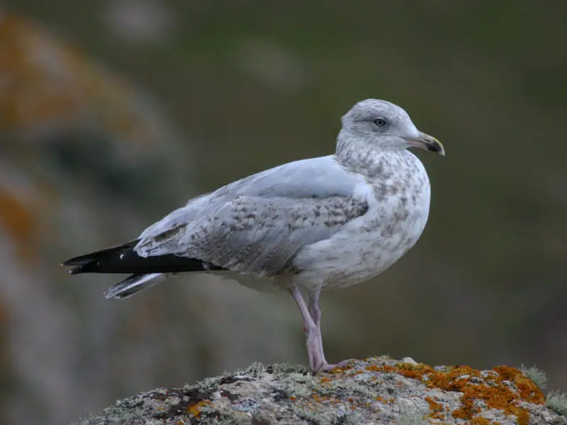 23 Gull Species in Texas