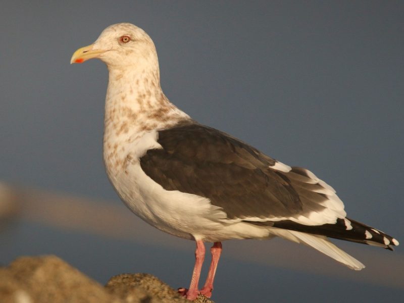 Birdwatching in Michigan: A Close Look at 31 Gull Species