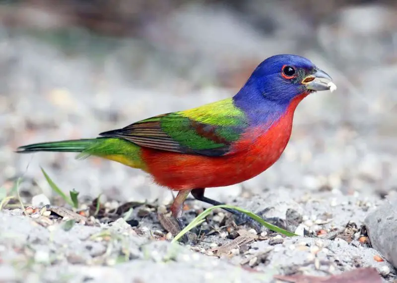 15 Painted Bunting Facts