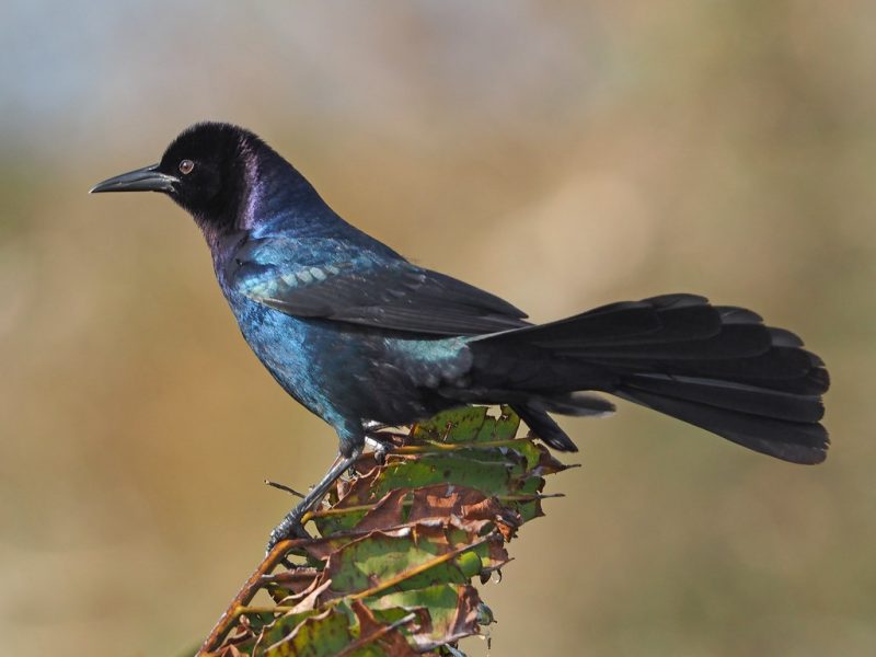 15 Awesome Birds That Live in Swamps