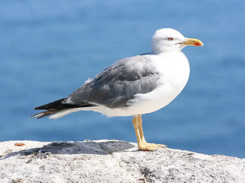 23 Gull Species in Texas