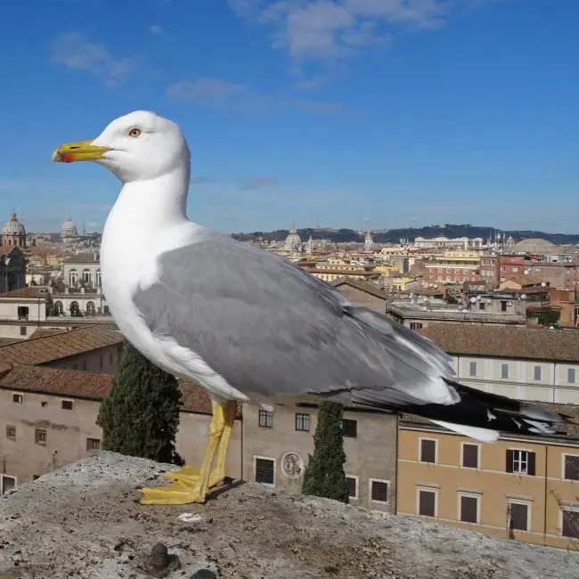 Birdwatching in Michigan: A Close Look at 31 Gull Species
