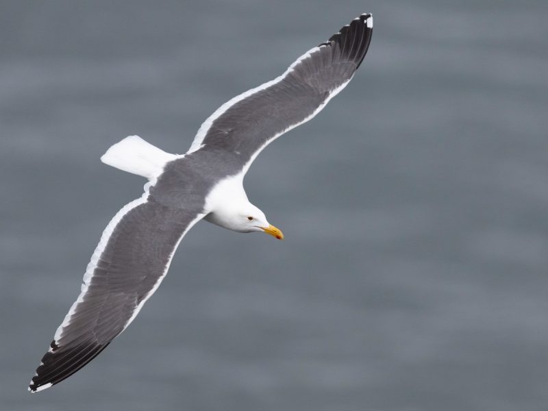 Birdwatching in Michigan: A Close Look at 31 Gull Species