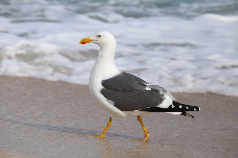 23 Gull Species in Texas