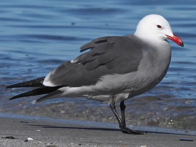 Birdwatching in Michigan: A Close Look at 31 Gull Species