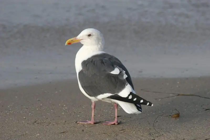 23 Gull Species in Texas