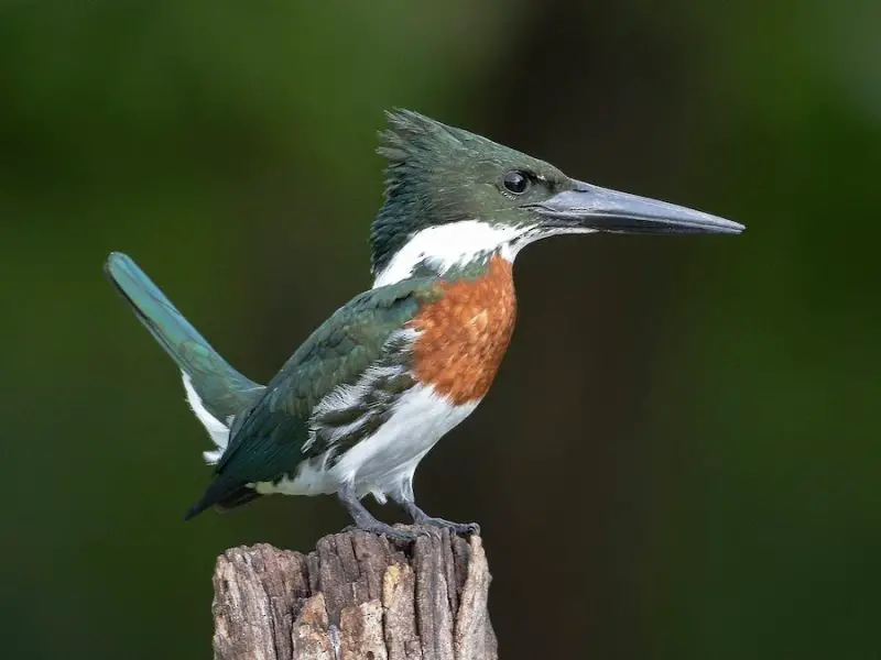 5 Accidental Kingfishers Worth Watching