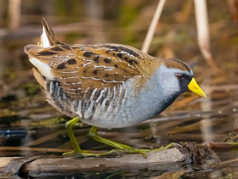 11 Types of Rails and Marsh Birds in Michigan