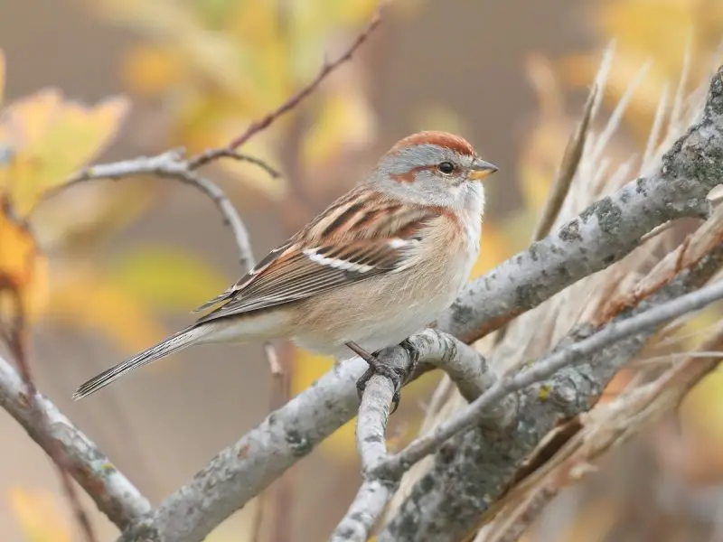 2-13 9 Beautiful Sparrows That Spend Winter in Ohio