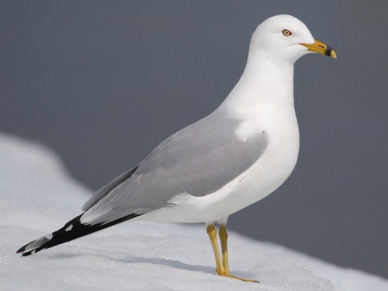23 Gull Species in Texas