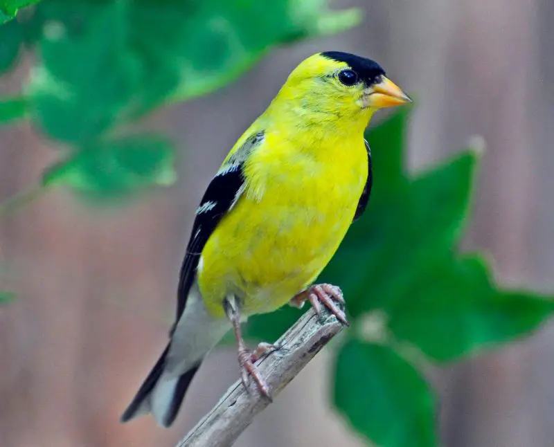 2-16 Top 12 Most Colorful Birds in Ohio