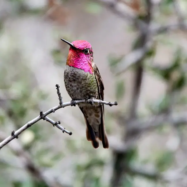 7 Types of Rare & Vagrant Hummingbirds in Michigan Waters