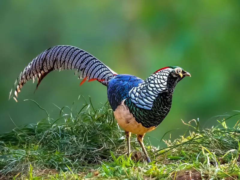 7 Most Stunning Pheasant Species in the World