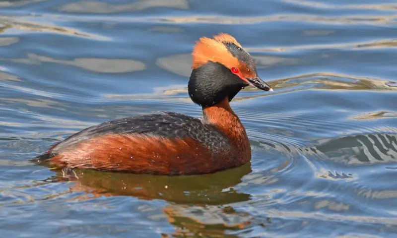 6 Species of Grebes in Michigan