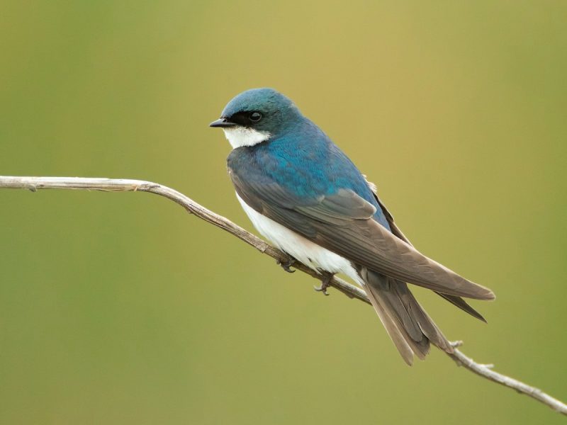 Meet 7 Stunning Swallows Found in Ohio