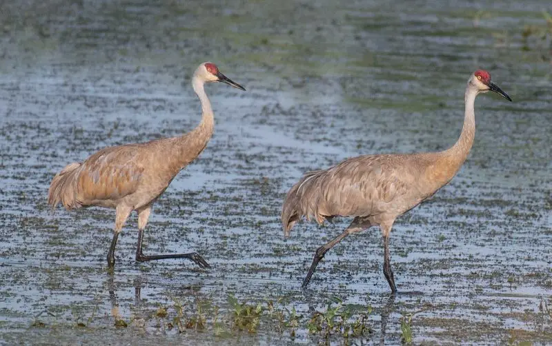 2-27 6 Wetland Birds You Should Know in Michigan