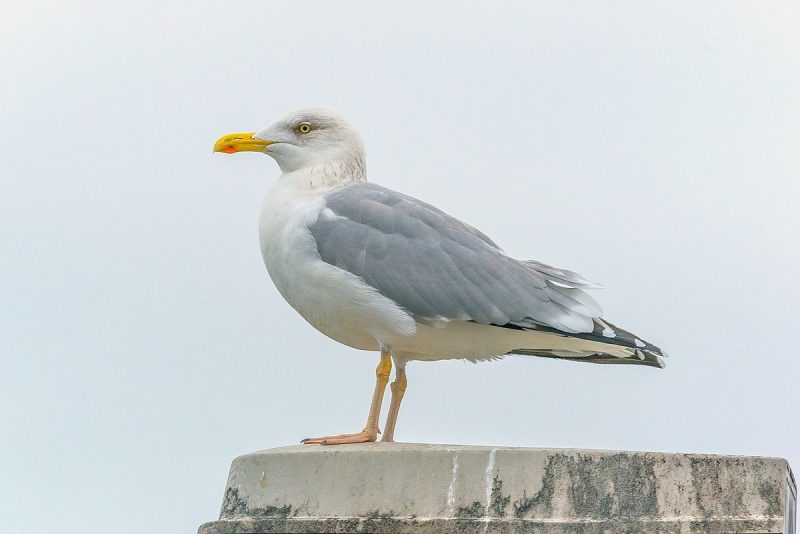Birdwatching in Michigan: A Close Look at 31 Gull Species