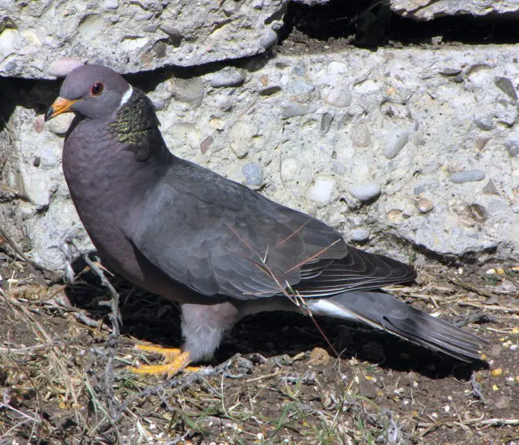 Meet California’s 13 Fascinating Pigeon Species