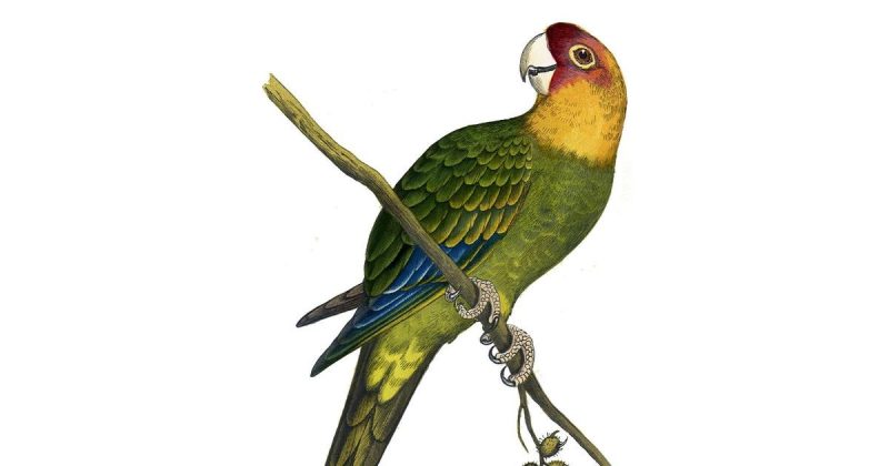 Why Did These 4 Alabama Birds Go Extinct?