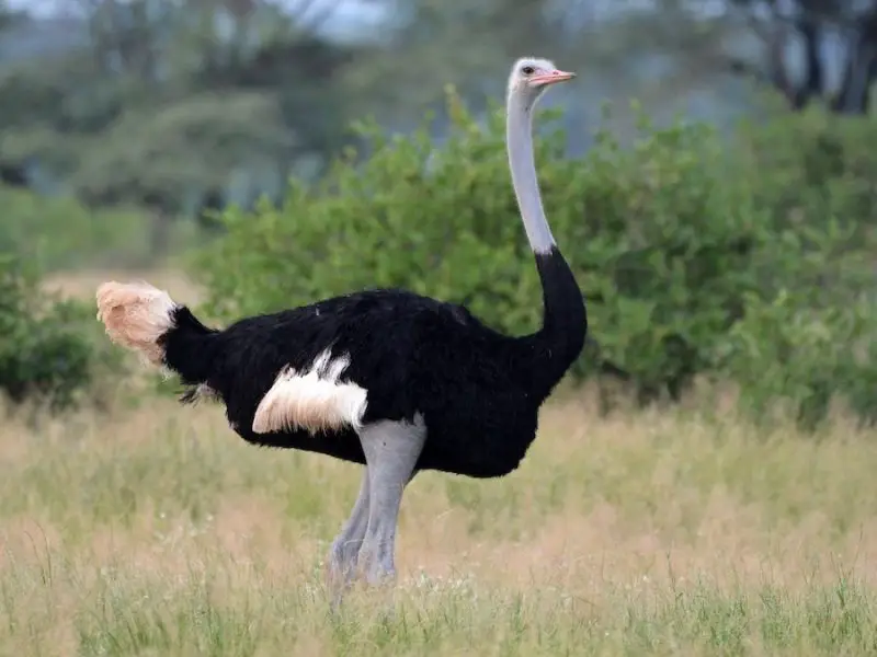 2-7 10 Ostrich Species: From Fossils to the Fastest Bird Alive