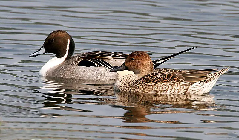 15 Common Species of Ducks in Arkansas