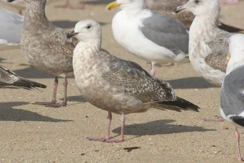 23 Gull Species in Texas