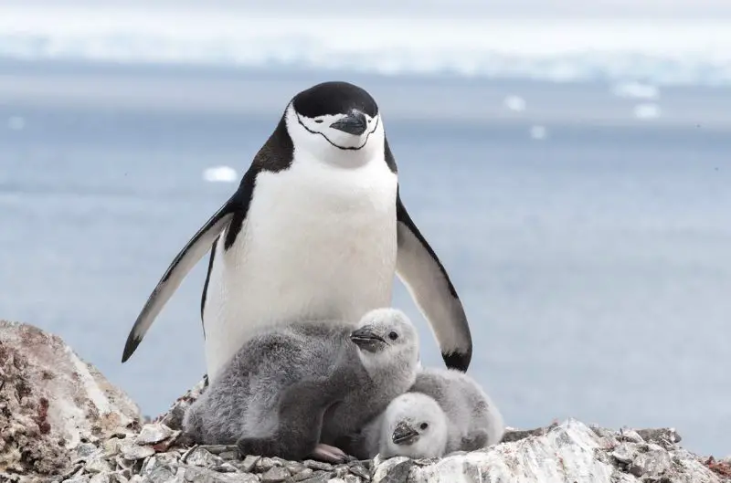 20231130_on_chinstrap_penguins-800x529-1 18 Species of Penguins in the World