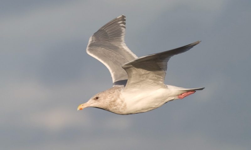 23 Gull Species in Texas