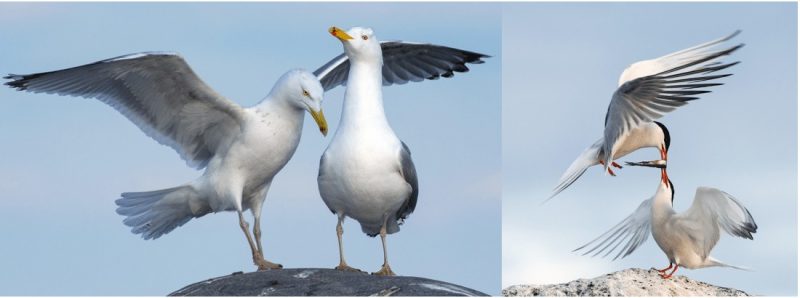 22 Types of Gulls in Michigan