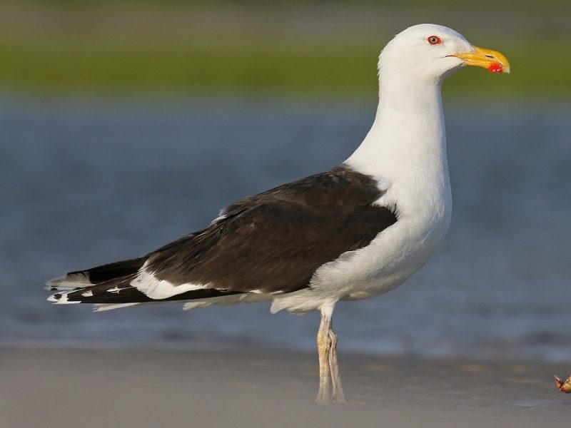 23 Gull Species in Texas
