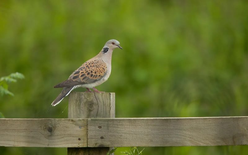 25 Remarkable Migratory Birds You Need to See