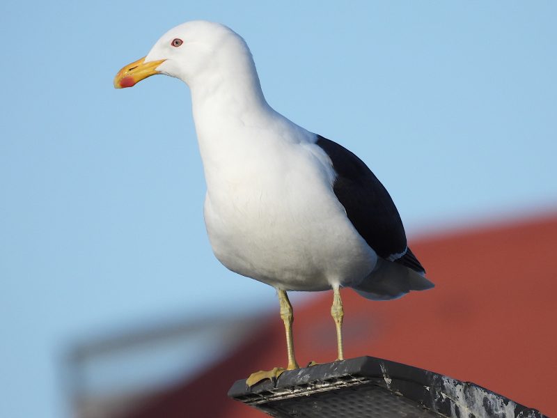 23 Gull Species in Texas