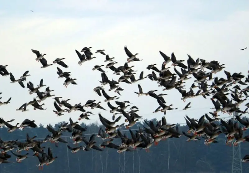 25 Remarkable Migratory Birds You Need to See