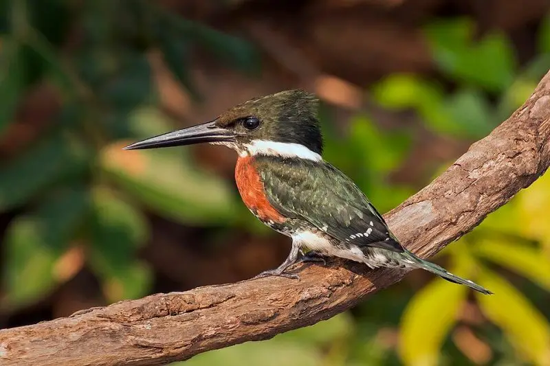 5 Accidental Kingfishers Worth Watching