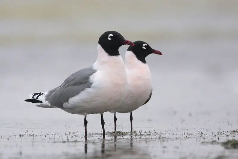 23 Gull Species in Texas