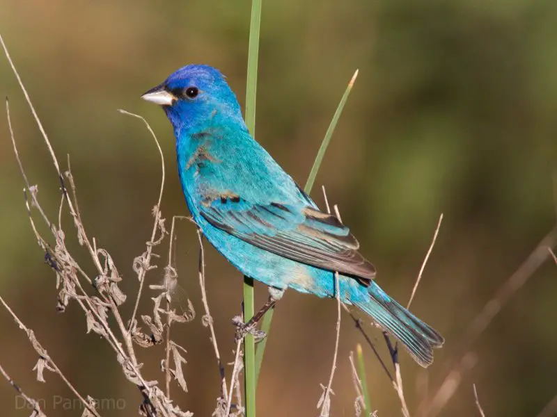 3-15 Top 12 Most Colorful Birds in Ohio