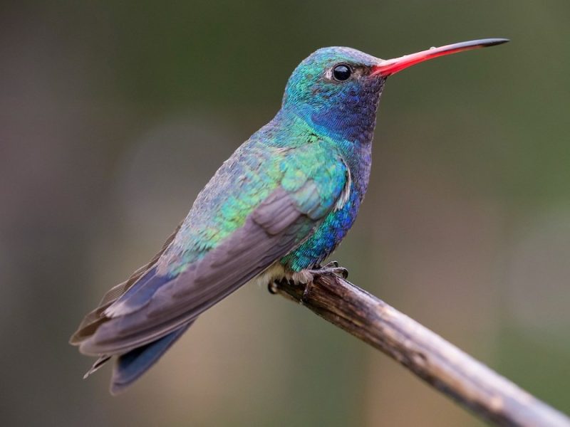 7 Types of Rare & Vagrant Hummingbirds in Michigan Waters