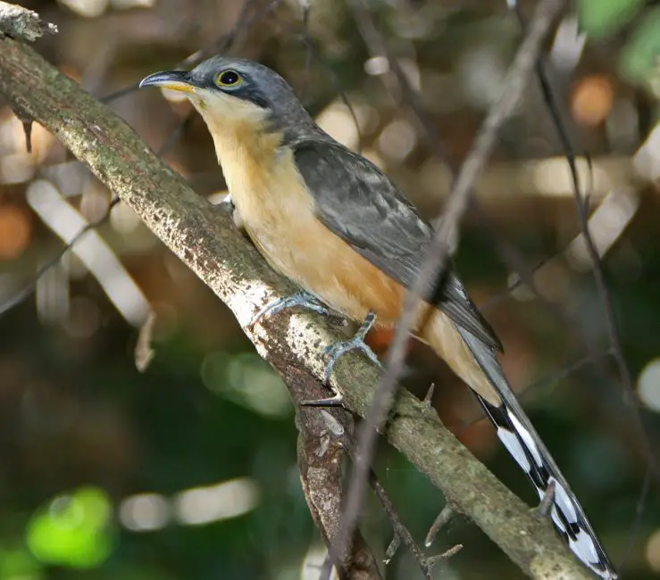 3-19 7 Cuckoo Species in Texas