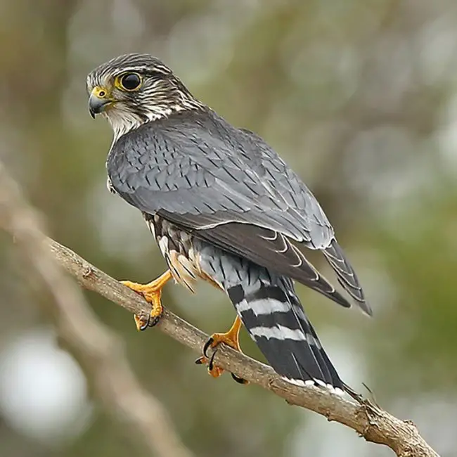 3-2 Falcons in North America (5 Amazing Species)