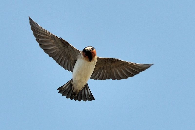 3-20 7 Swallows Bringing Life to Michigan’s Skies
