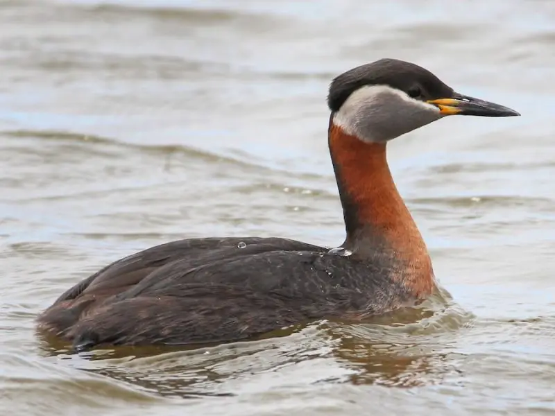 3. Red-necked Grebe (Podiceps grisegena)
