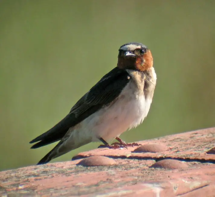 Meet 7 Stunning Swallows Found in Ohio